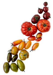 Tomaten bei Ben Peporté